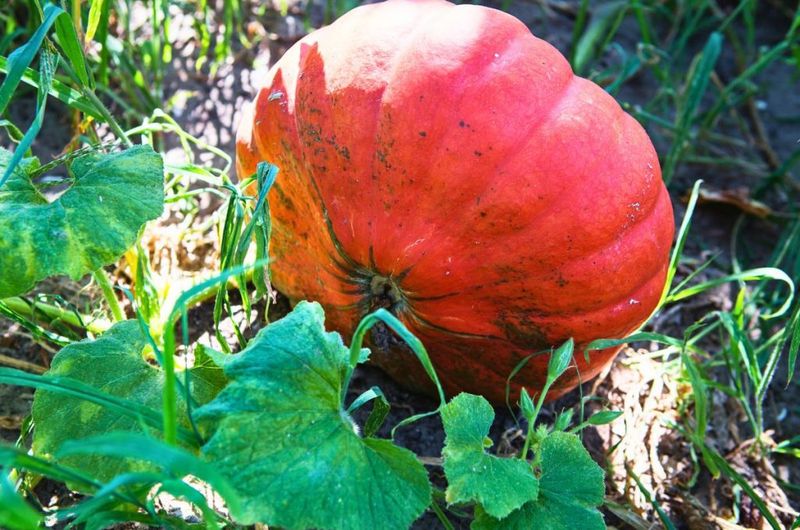 Inspect the contact area without rolling the pumpkin Inspect the contact area without rolling the pumpkin