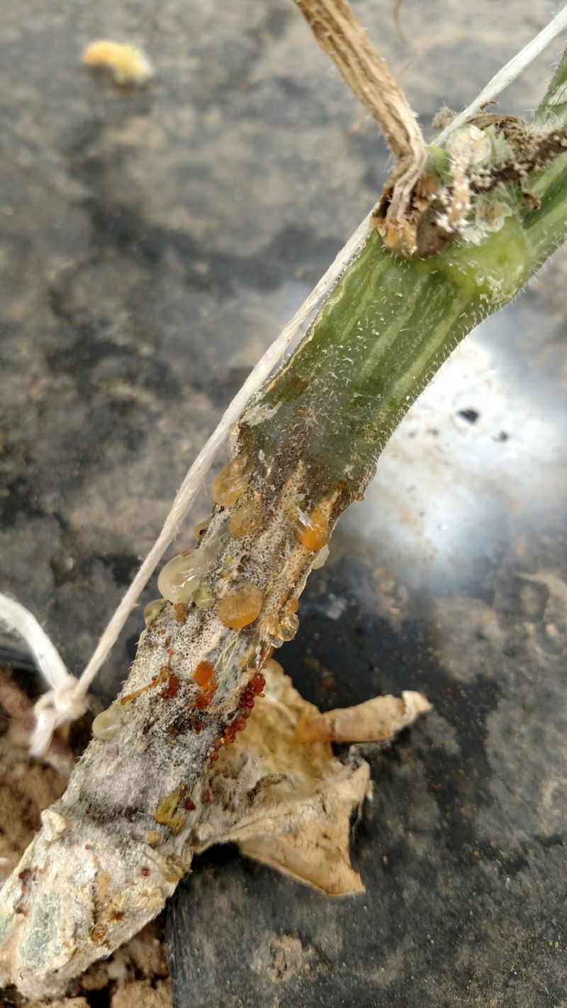 Inspect the crown and roots for disease clues Inspect the crown and roots for disease clues