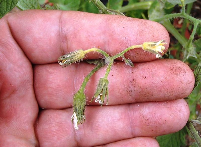 Inspect the flowers before diagnosing the fertilizer