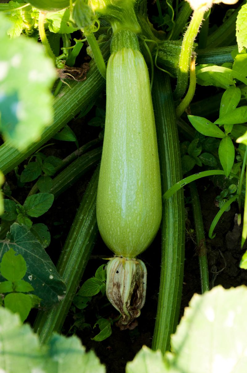 Inspect the fruit before calling it pollination failure Inspect the fruit before calling it pollination failure