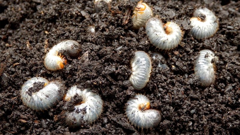 Inspect the lawn before you blame it Inspect the lawn before you blame it