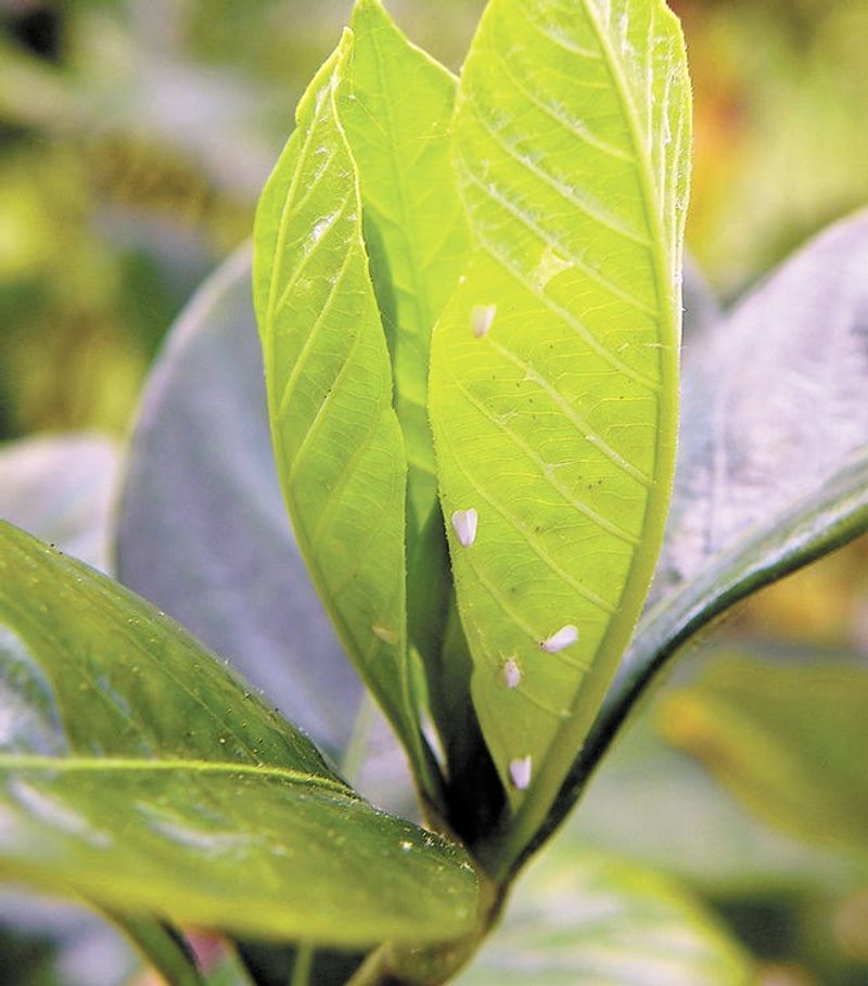 Inspect the leaf undersides before choosing a spray