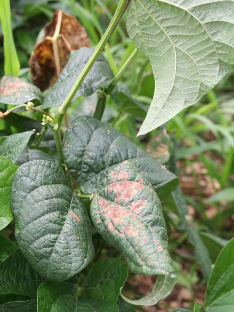 Inspect the plant before blaming every empty pod on heat Inspect the plant before blaming every empty pod on heat