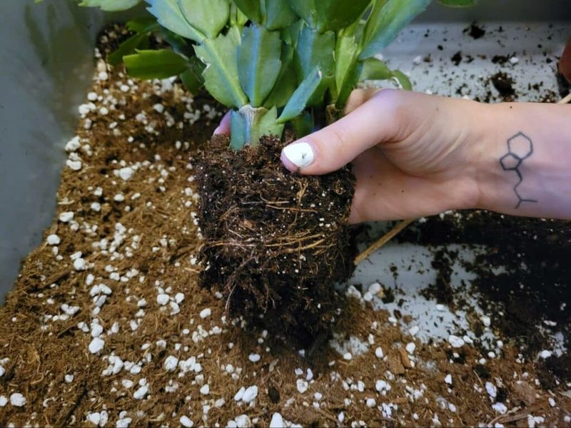 Inspect the roots to assess damage and choose a rescue strategy Inspect the roots to assess damage and choose a rescue strategy
