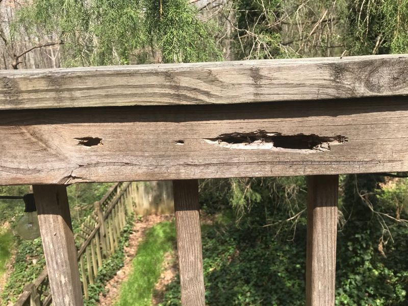 Inspect the tunnel location and the wood condition