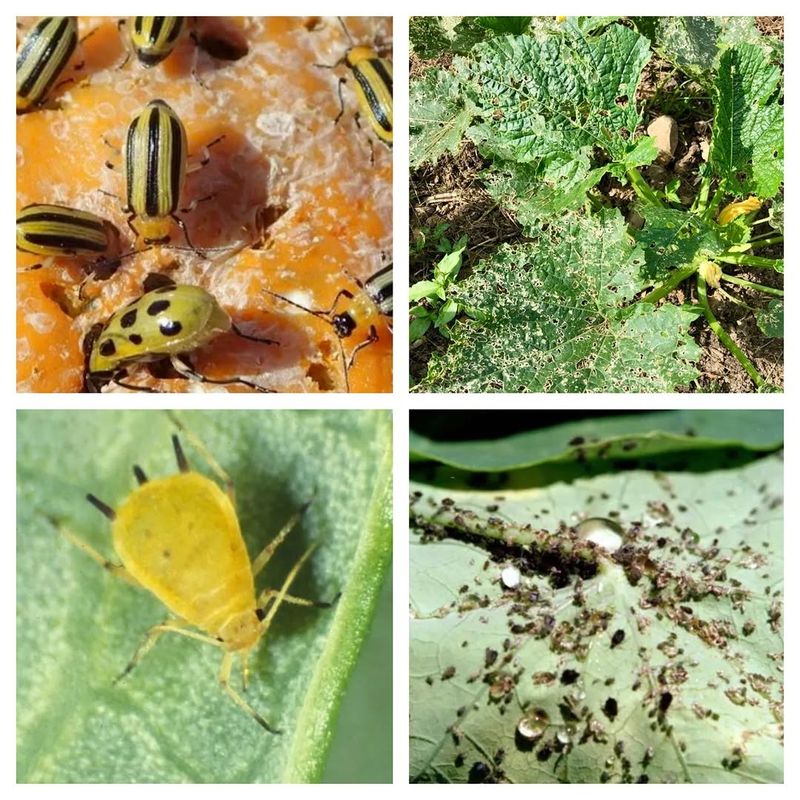 Inspect the whole vine for pests and disease