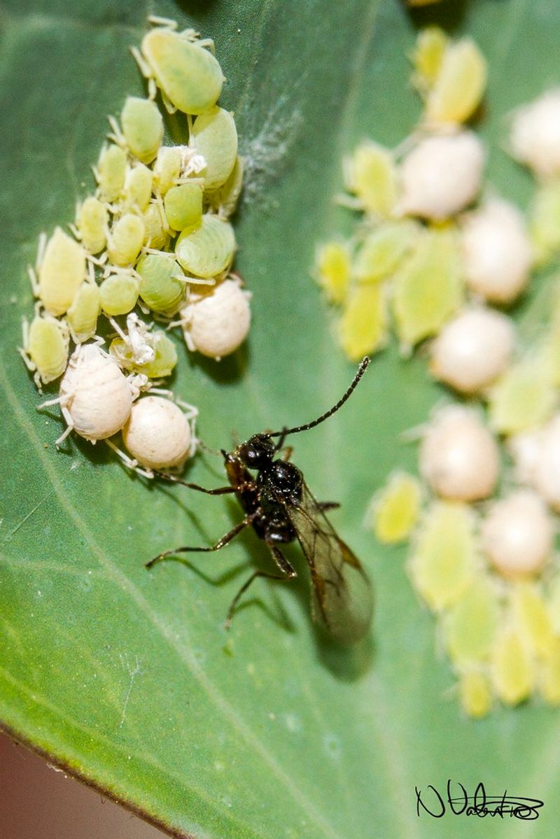 Inspect twice a week for natural-enemy activity and aphid trends Inspect twice a week for natural-enemy activity and aphid trends