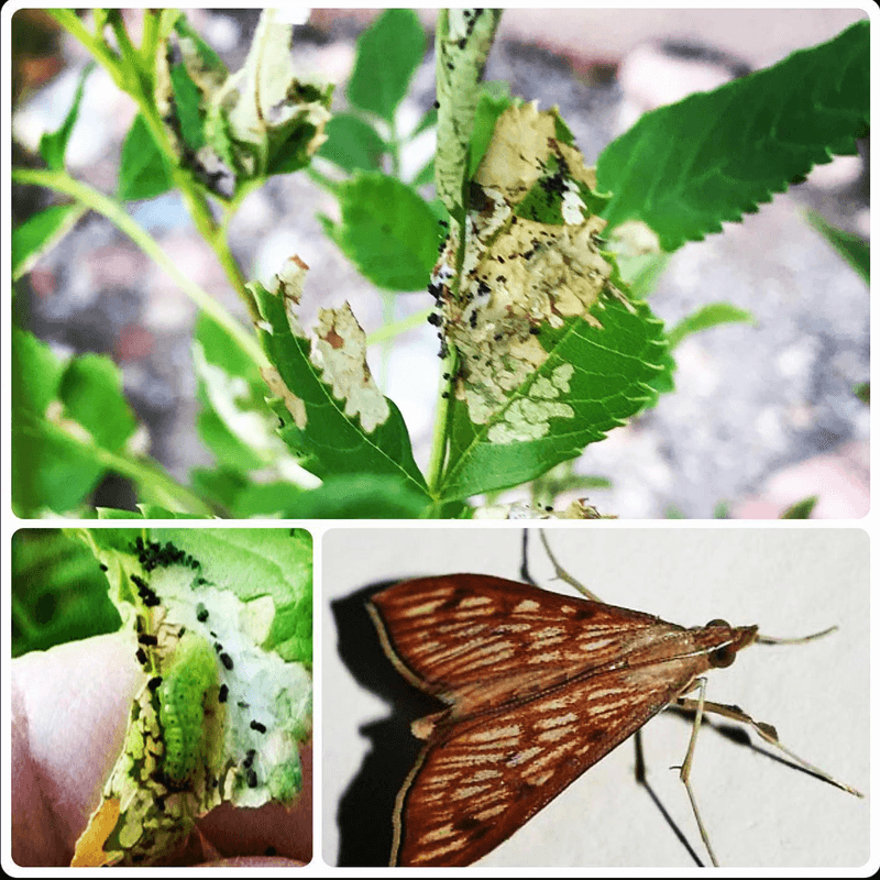 Investigate damaged leaves before treating the plant Investigate damaged leaves before treating the plant