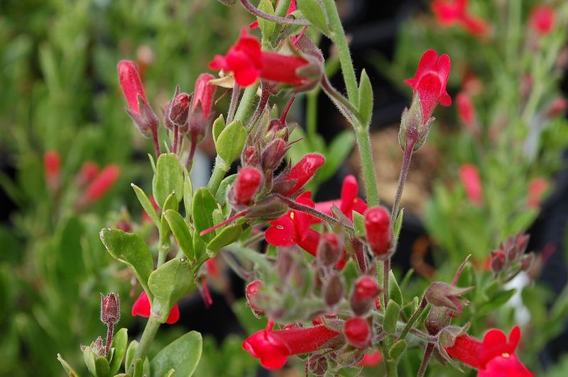 Island Bush Snapdragon (Galvezia speciosa)