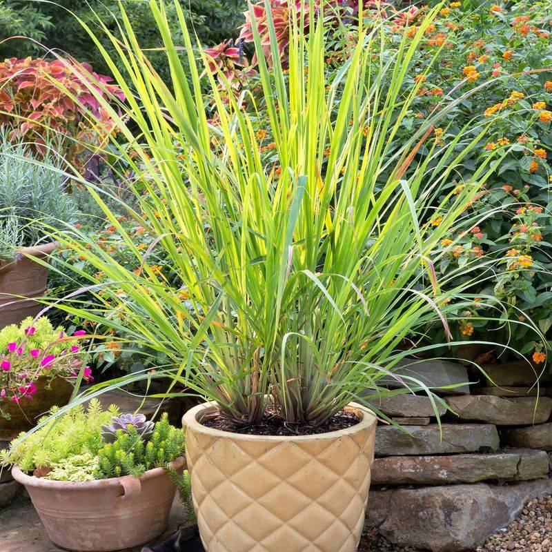 It Grows Great in Pots for Small or Renter Yards It Grows Great in Pots for Small or Renter Yards