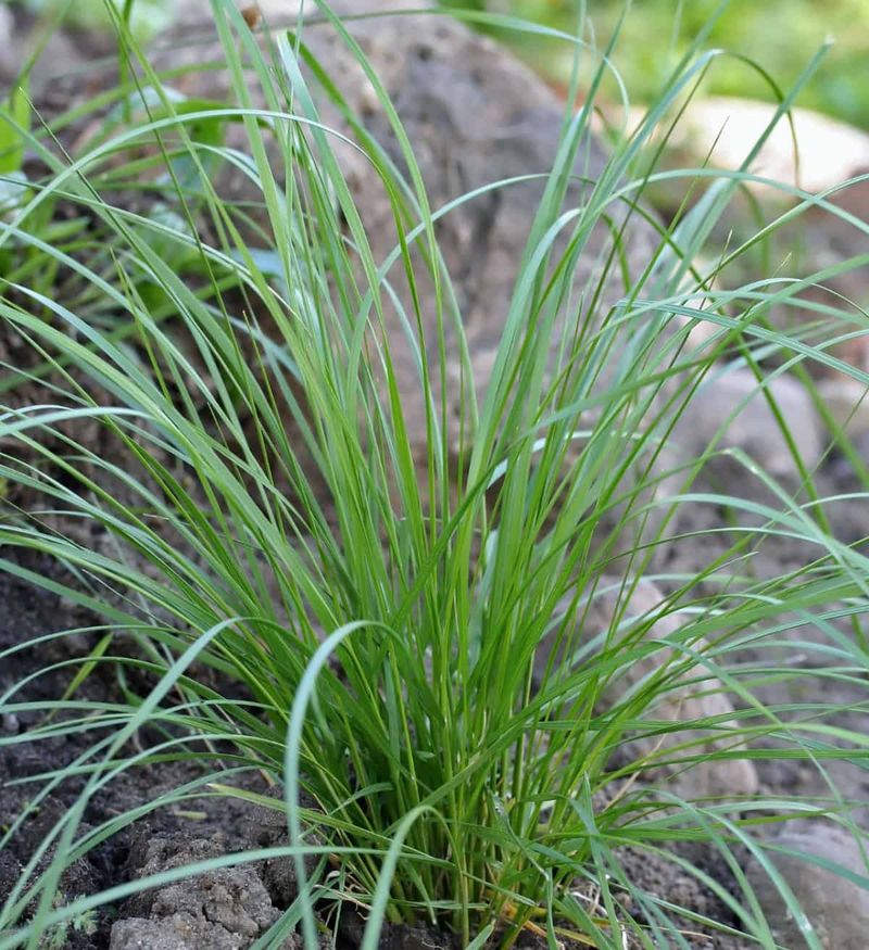 It Is Not Invasive Like Some Imported Grasses It Is Not Invasive Like Some Imported Grasses