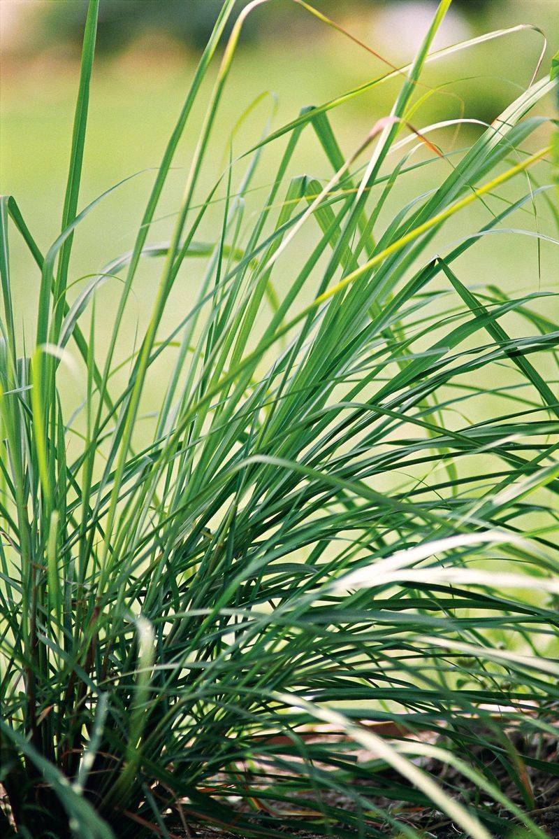 It Loves North Carolina's Hot, Humid Summers It Loves North Carolina's Hot, Humid Summers