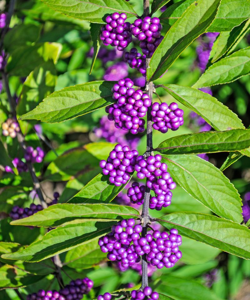 It May Help Keep Ticks and Mosquitoes Off Your Family It May Help Keep Ticks and Mosquitoes Off Your Family