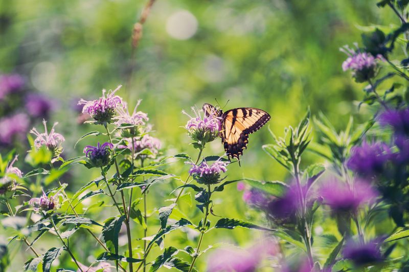 It Plays Nicely With Native Pollinator Plants It Plays Nicely With Native Pollinator Plants