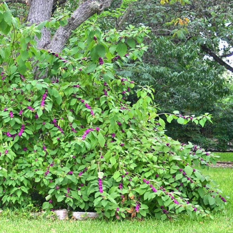It Shrugs Off Shade That Stumps Other Shrubs It Shrugs Off Shade That Stumps Other Shrubs