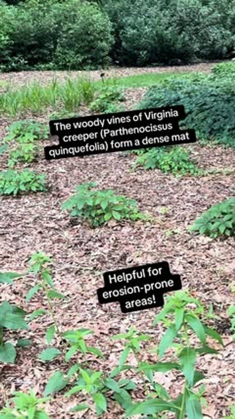 It helps in winter without replacing a wildlife plan