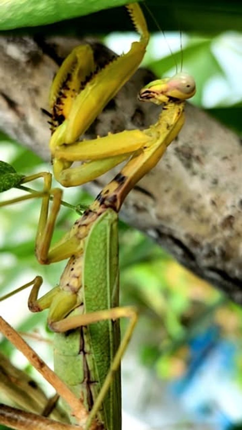 It waits for prey instead of patrolling the garden It waits for prey instead of patrolling the garden