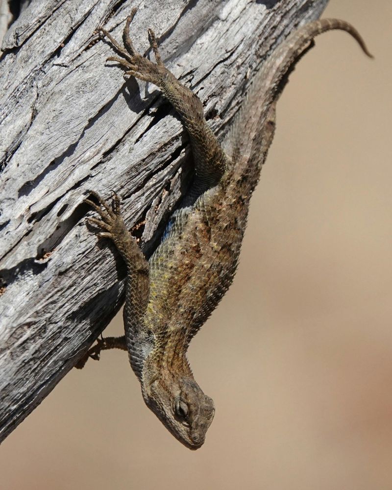 Its benefit is one layer of natural pest predation