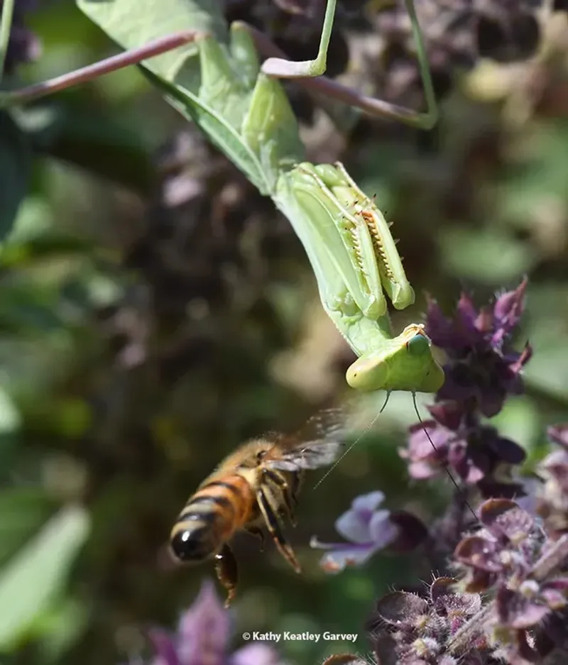 Its broad appetite includes pollinators and pest-fighting allies Its broad appetite includes pollinators and pest-fighting allies