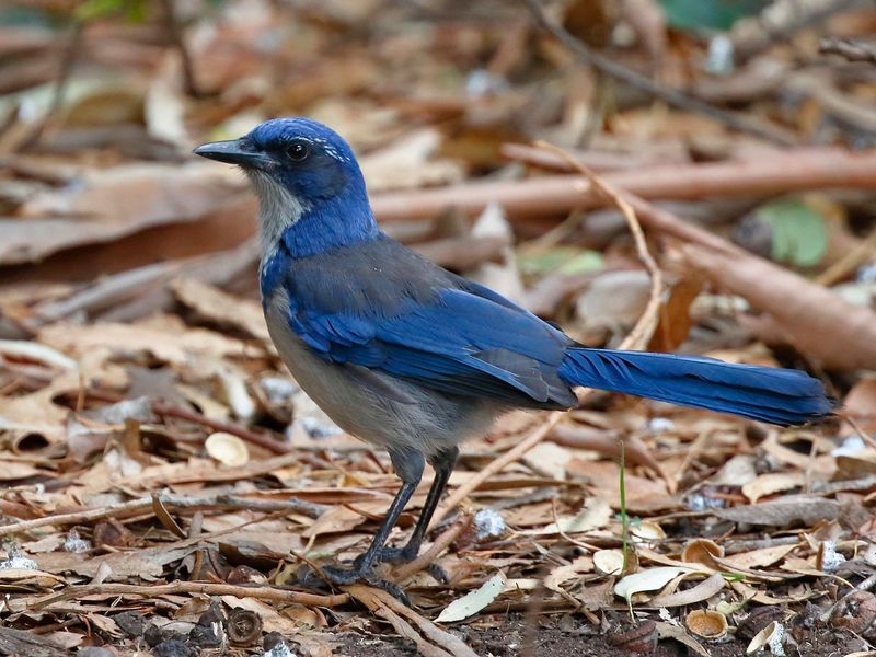 Its broad diet may help, but it does not guarantee pest control