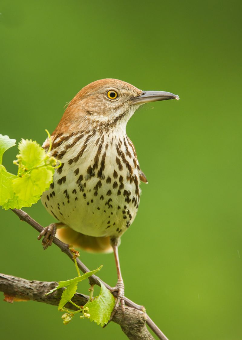 Its ground-foraging bill can reach grubs, but the menu is broad Its ground-foraging bill can reach grubs, but the menu is broad