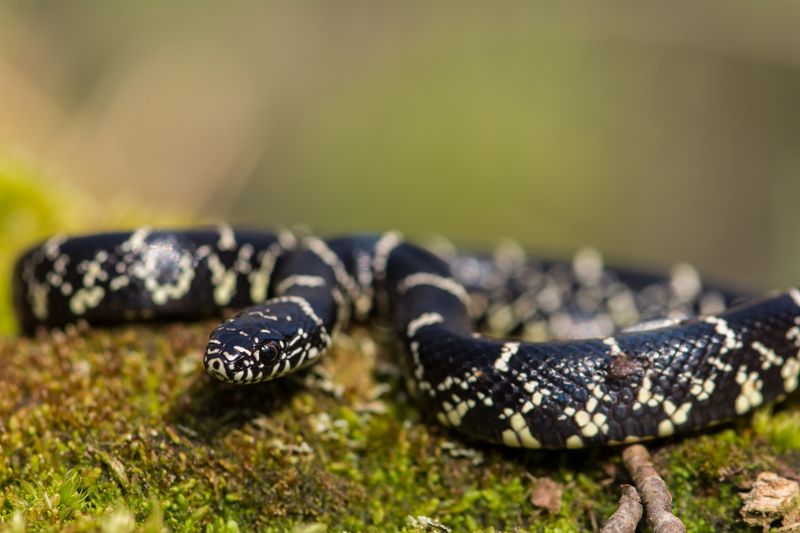 Its menu is broad—and rattlesnakes are only one part of it