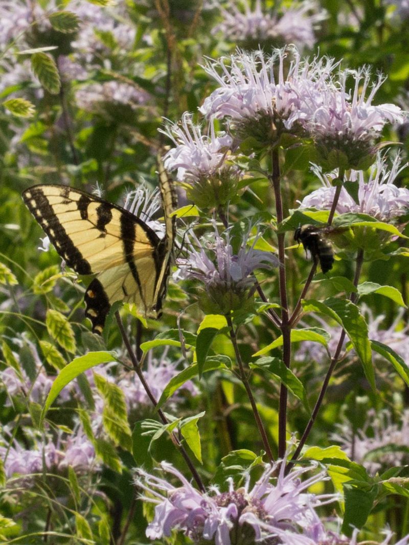 Its tubular flowers serve several visitor groups