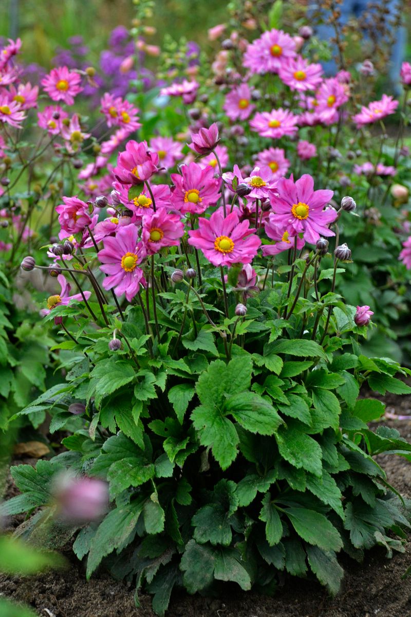 Japanese Anemone Japanese Anemone