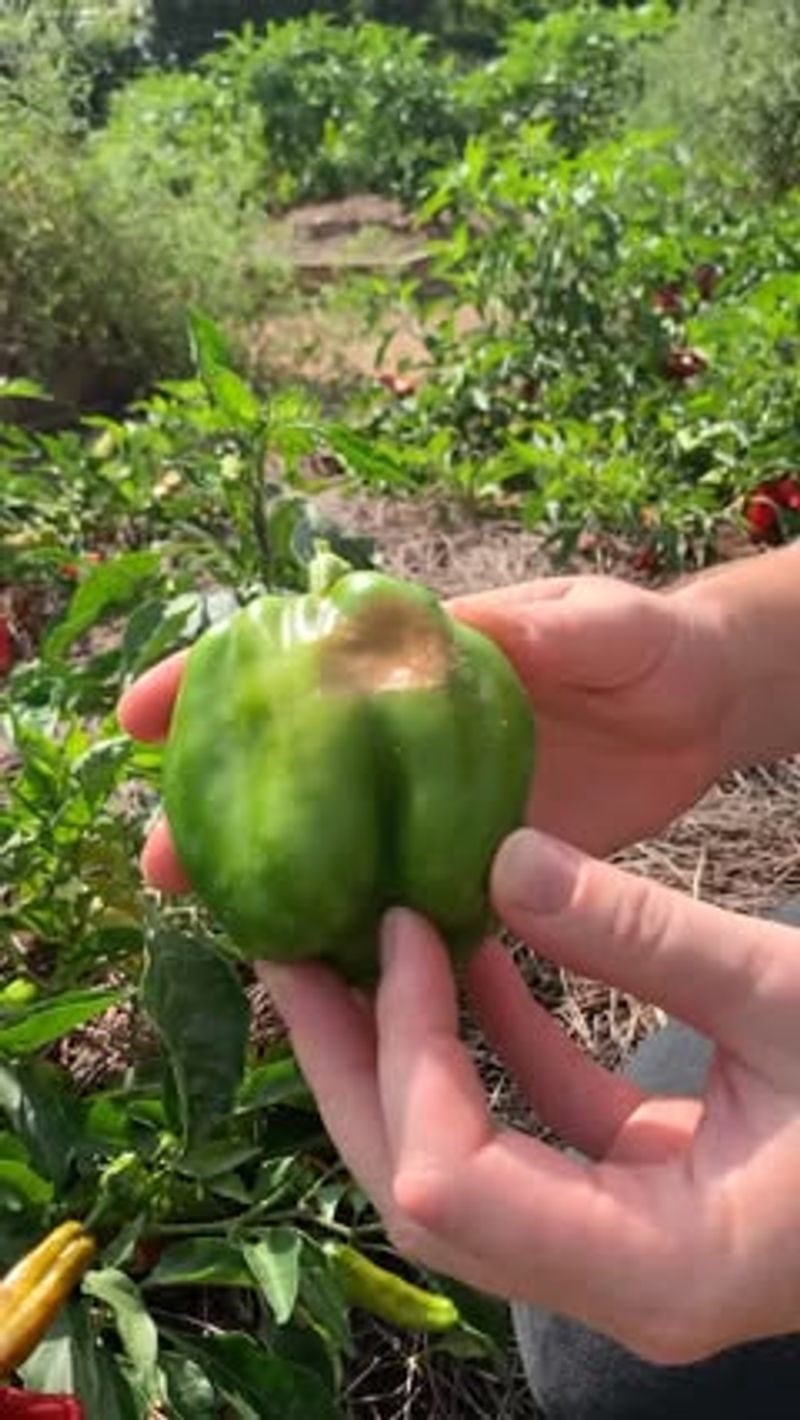 Judge damaged peppers by their condition