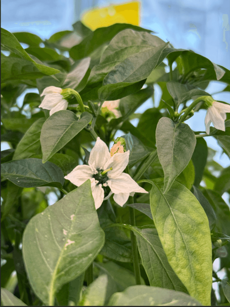 Judge recovery by the next flowers