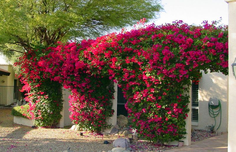July Care Sets Conditions, Not a Nonstop-Bloom Guarantee