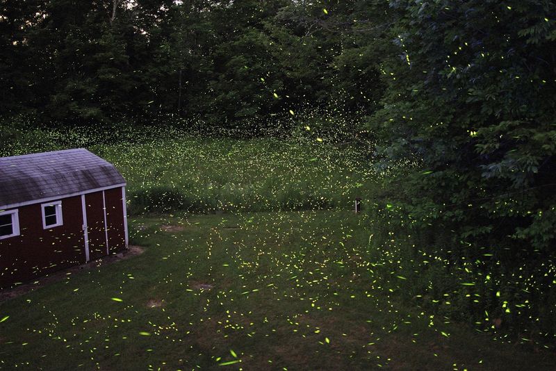 July is an important firefly window, not a statewide peak July is an important firefly window, not a statewide peak