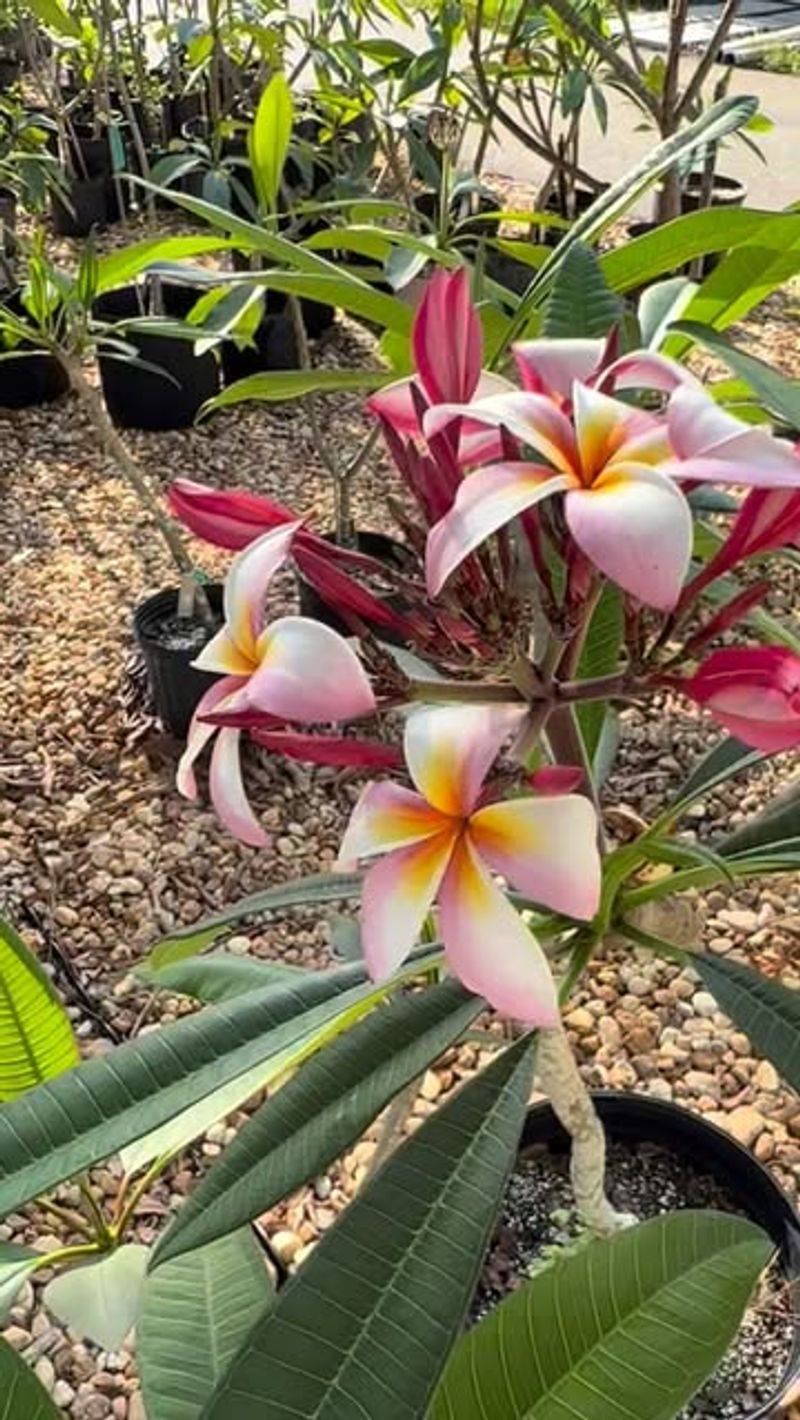 June Is Not a Proven Flowering Deadline June Is Not a Proven Flowering Deadline