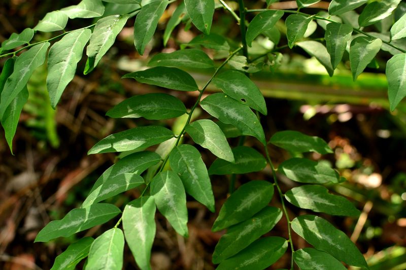 Katuk (Sweetleaf Bush)