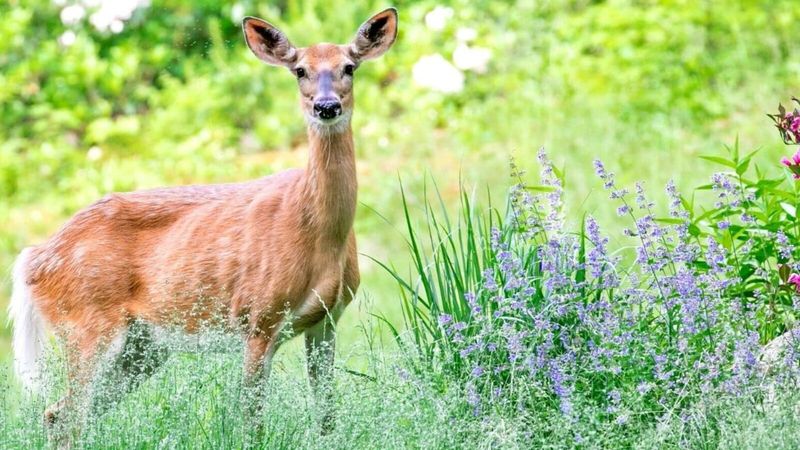 Use Lavender to Deter Deer and Rabbits