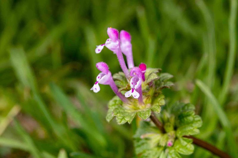 Remove confirmed henbit before it sets seed