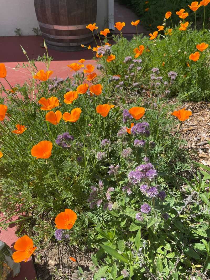 Keep a seasonal supply of flowers beside the soil patch
