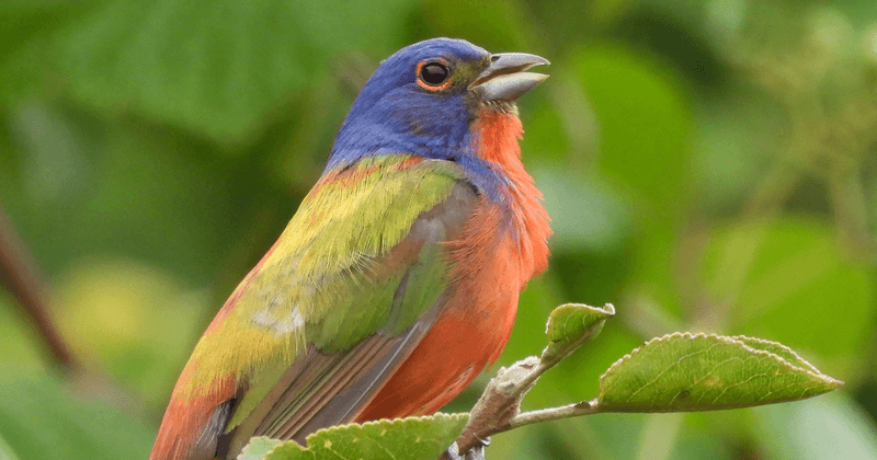 Build low, dense cover where buntings can disappear