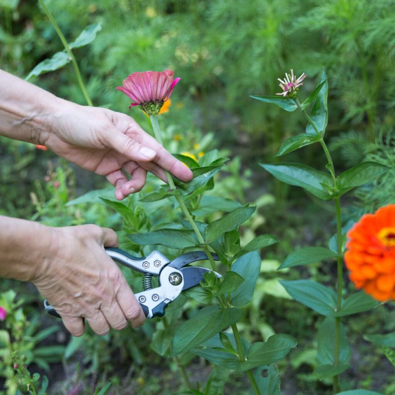 Keep deadheading to extend summer flowers Keep deadheading to extend summer flowers