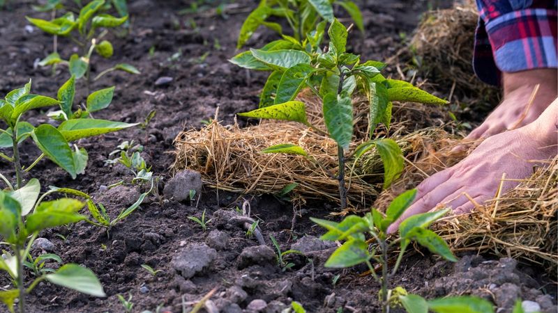 Keep moisture and soil conditions steady