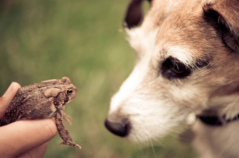 Keep pets from biting or licking a toad Keep pets from biting or licking a toad