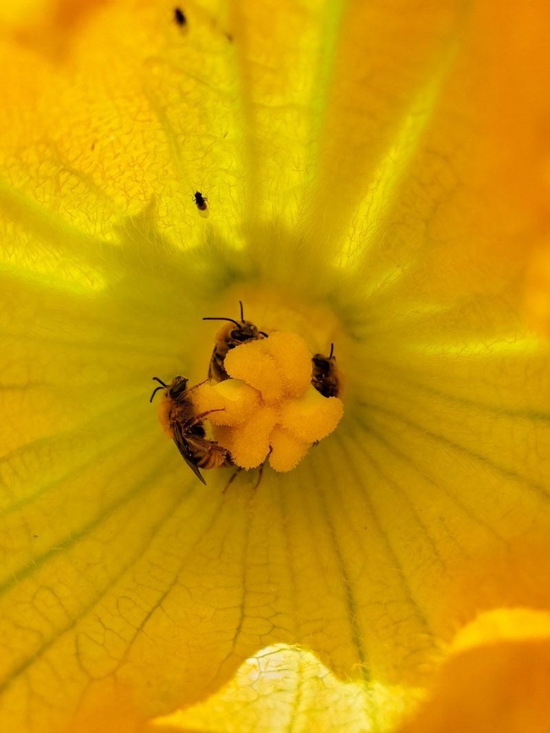 Keep pollinator access open during flowering