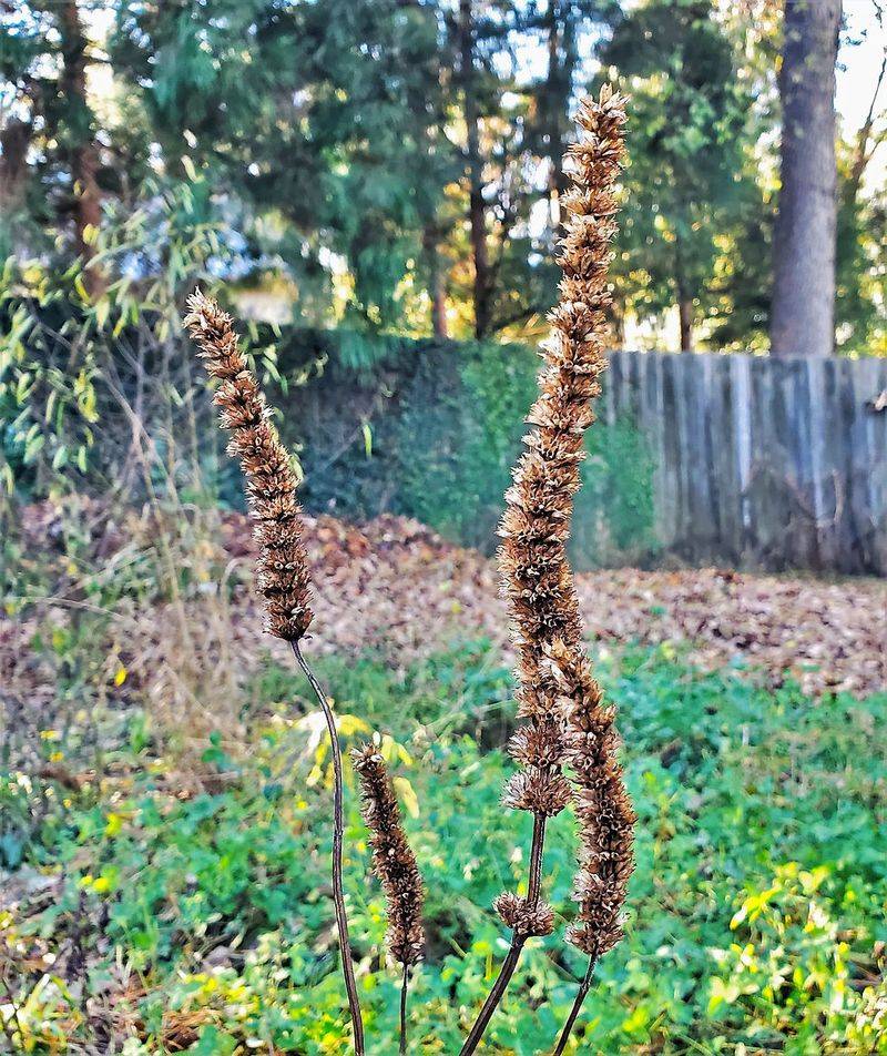 Keep regional native plants and mature seedheads