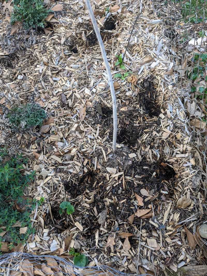 Add Mulch and Ground Cover Barriers