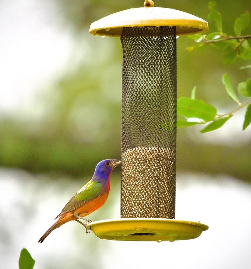 Keep the feeder as a clean seasonal supplement Keep the feeder as a clean seasonal supplement