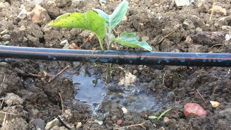 Keep the root zone steadily moist