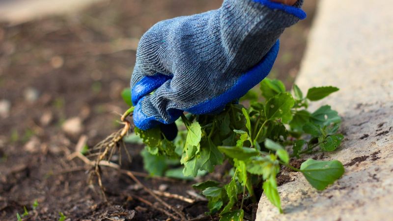 Keep weeding while Lamium establishes Keep weeding while Lamium establishes