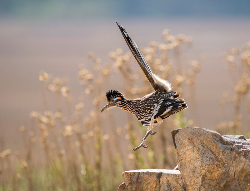 Do not bait roadrunners or spray broadly for scorpions