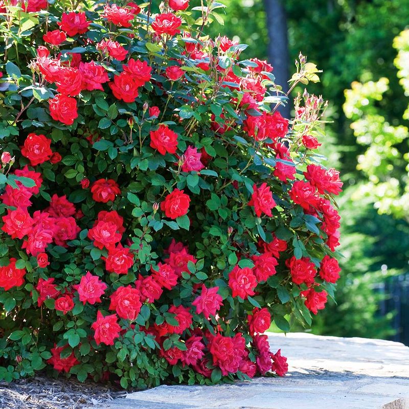 Knock Out Rose
