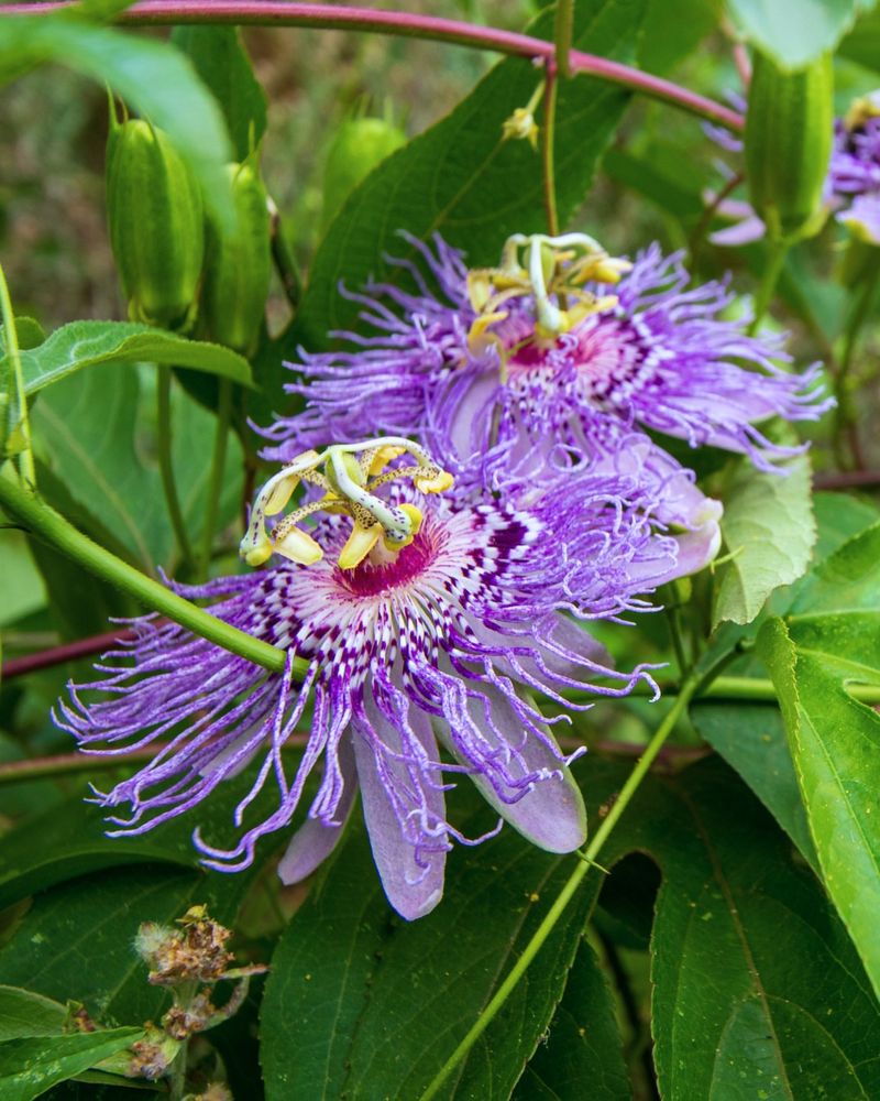 Build a wildlife-rich fence with realistic expectations